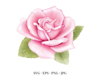 Rose Bloom - Flower Illustration Floral Floristic Watercolor - Svg Eps Png Jpg - Image Clipart Vector Design Printable Download