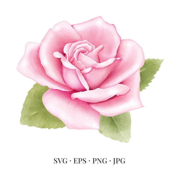 Rose Bloom - Flower Illustration Floral Floristic Watercolor - Svg Eps Png Jpg - Image Clipart Vector Design Printable Download