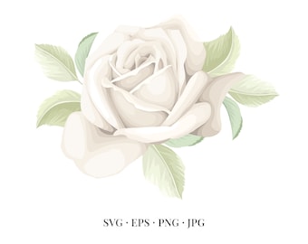 White Rose Bloom - Flower Illustration Floral Floristic Watercolor - Svg Eps Png Jpg - Image Clipart Vector Design Printable Download