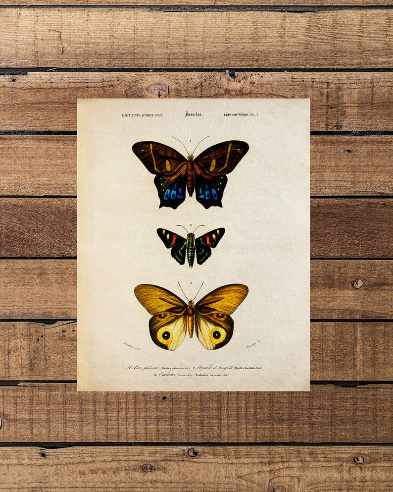 Vintage Butterfly Chart PrintButterfly GiftsButterfly Wall ...
Vintage Butterfly Chart