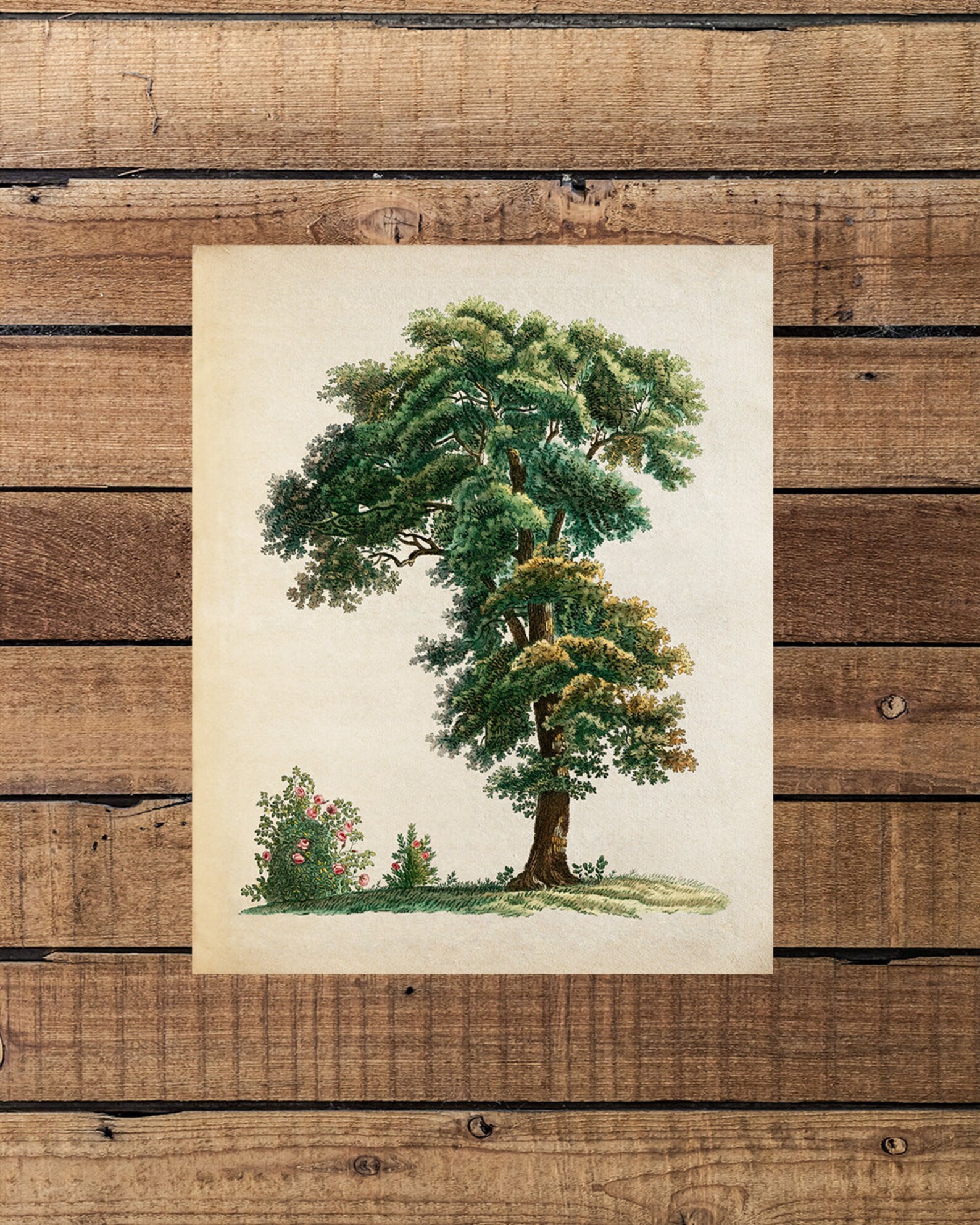 Vintage Tree Print Antique Tree Wall Art Botanical Wall Art - Etsy