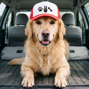 May include: A Golden Retriever wearing a red and white trucker hat with a peace sign, paw prints, and a bone graphic. The dog is inside a vehicle, looking directly at the camera with its mouth open.