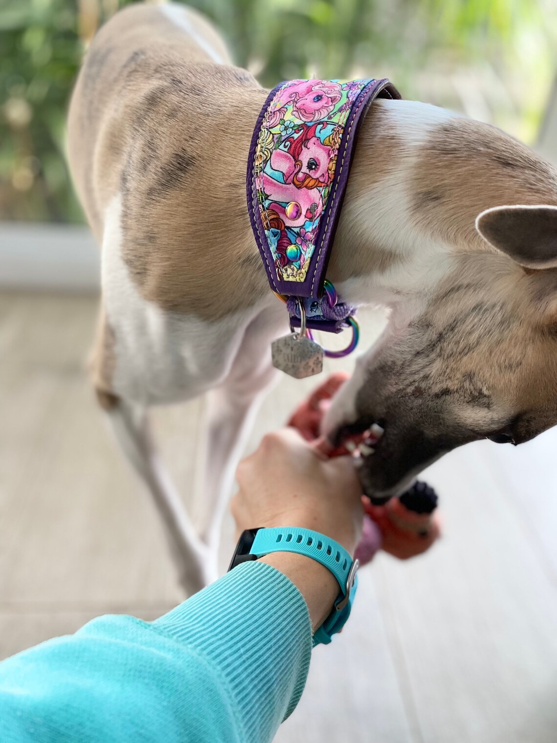 Padded leather Whippet collar / whippet collar / martingale Etsy