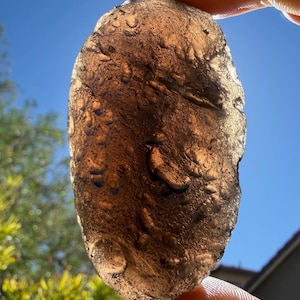 May include: An oval-shaped, translucent brown tektite with a textured, pitted surface. The stone is held up against a bright blue sky, allowing light to pass through its semi-transparent body, highlighting the irregular, cratered surface details.