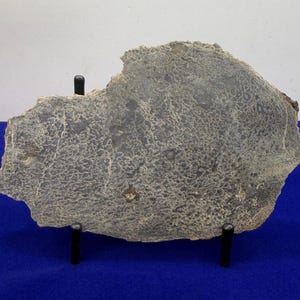 May include: A large, irregularly shaped, gray stone slab with a textured surface, displayed on a black metal stand. The stone has a mottled appearance with lighter-colored areas. The background is a blue surface.