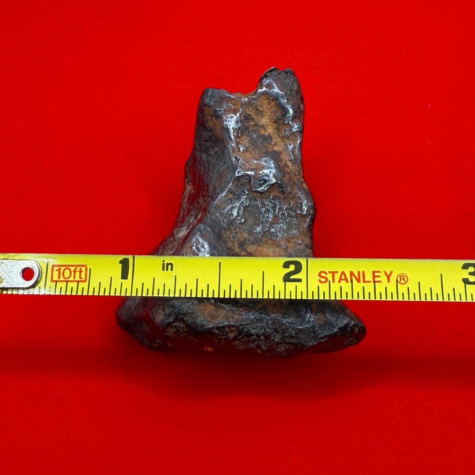 ムンドラビラ鉄隕石標本：105.19グラム、オーストラリア、天文学ギフト