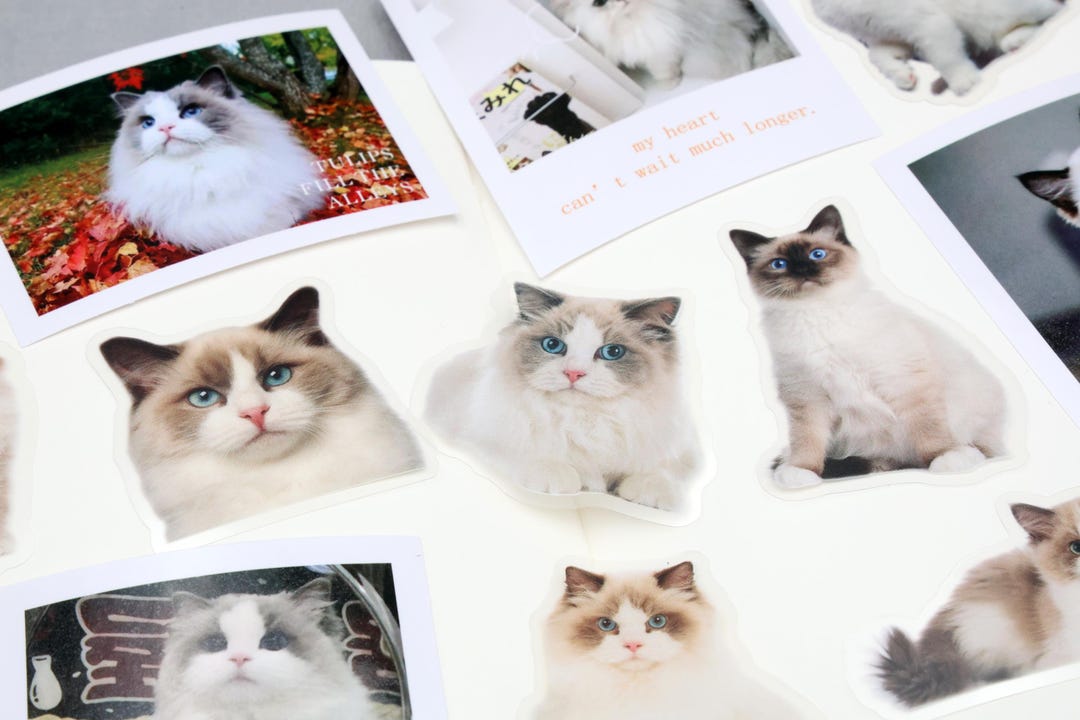 Ragdoll Cat Stickers | Cute Funny Kitty Ragdoll Cat PET Matte Stickers ...