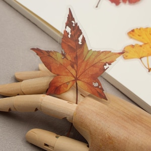 May include: A clear sticker sheet with two autumn leaves. One is a yellow ginkgo leaf and the other is a brown maple leaf.
