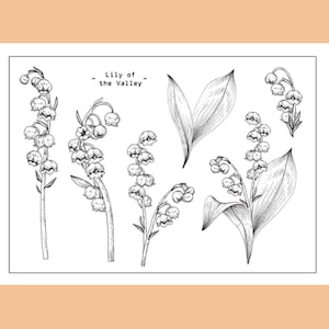 Set de tampons transparents / Tampons transparents / Muguet feuille fleur sauvage plante Branches herbes et feuilles Tampon transparent S33
