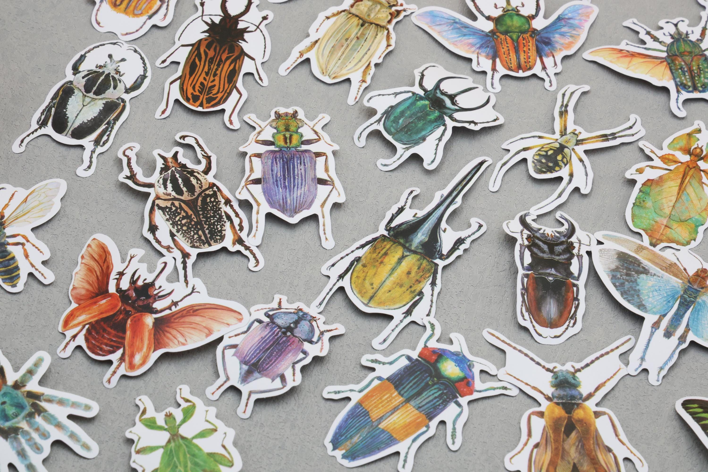 Insect Names Stickers Insects Stickers | Beetle Spiders Stickers, Various Beetle Hercules ...