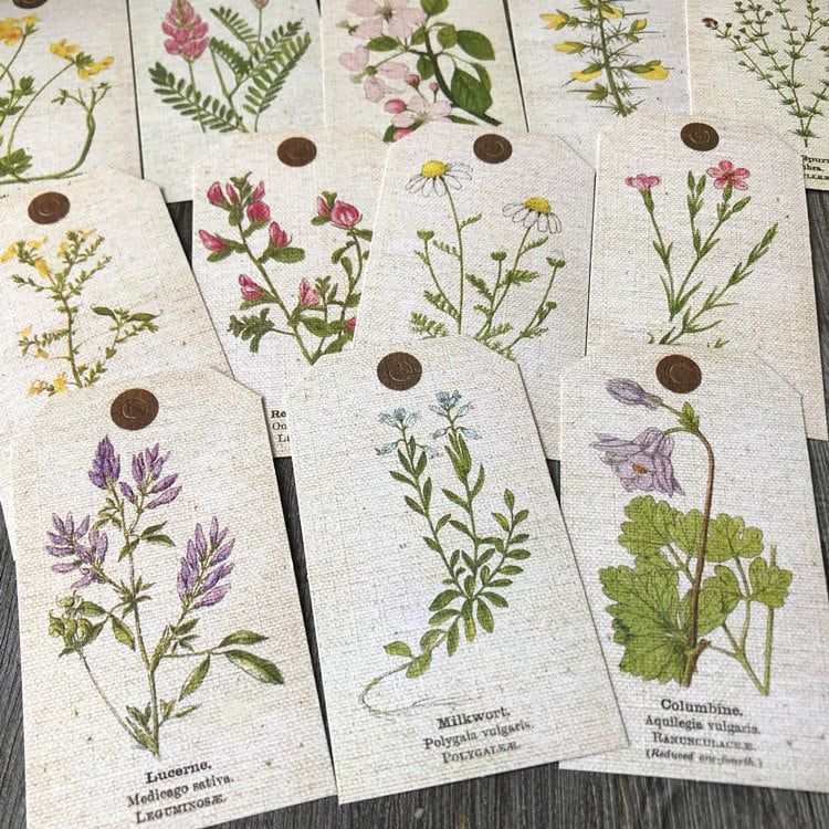 Vintage Botanical Tag Specimen Plant Themed Decorative Ephemera, Plant ...