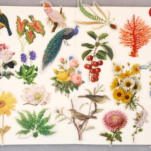 Pacote com 56 adesivos de flores e pássaros | Adesivos de samambaia, adesivos de plantas, adesivos recortados T03
