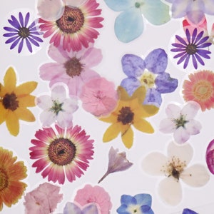 Blumen Aufkleber | 40 Stück/Packung Blütenblatt botanische Blumenmuster getrocknete Pflanze Haustier Aufkleber M02 Tzb-M