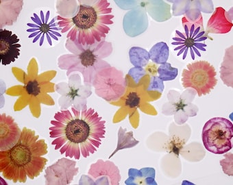 Op de afbeelding: Een assortiment geperste bloemen in verschillende kleuren en vormen, waaronder roze, geel, blauw en paars. De bloemen zijn gerangschikt op een witte achtergrond.