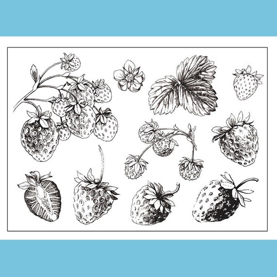 clear Stamp Set Clear Stamps cotton plant botanical Transparent Stamp S14