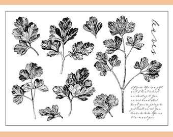 clear Stamp Set / Clear Stamps / persil herbes jardin fleur feuilles sauvages thème Transparent Stamp S34