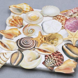 Peut inclure: Une collection de coquillages variés, dont des conques, des coquilles Saint-Jacques et une étoile de mer, dans des tons de beige, marron, blanc et rose. Les coquillages sont disposés sur une surface blanche.