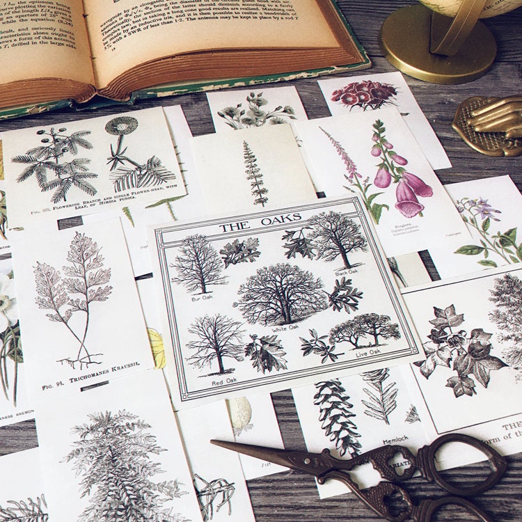 Vintage botanical specimen plant sample themed Decorative | Etsy