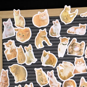 Cute Cat Pfps Stickers for Sale