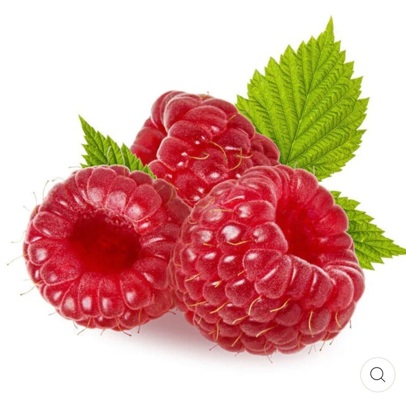 May include: Three ripe red raspberries with green leaves. The raspberries are plump and juicy, with a glossy finish.