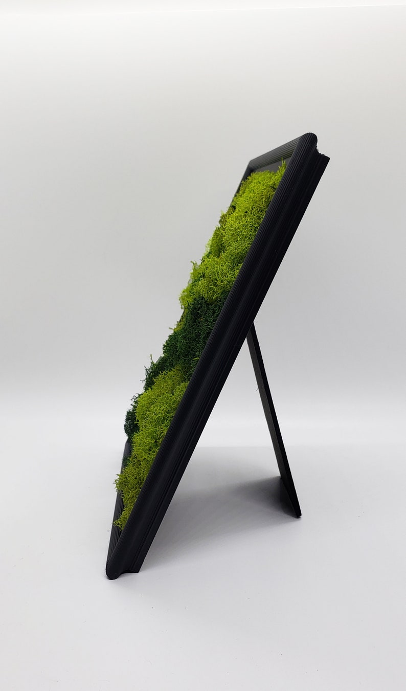 Preserved Moss Desk or Table Top Art & Decor Forest Green