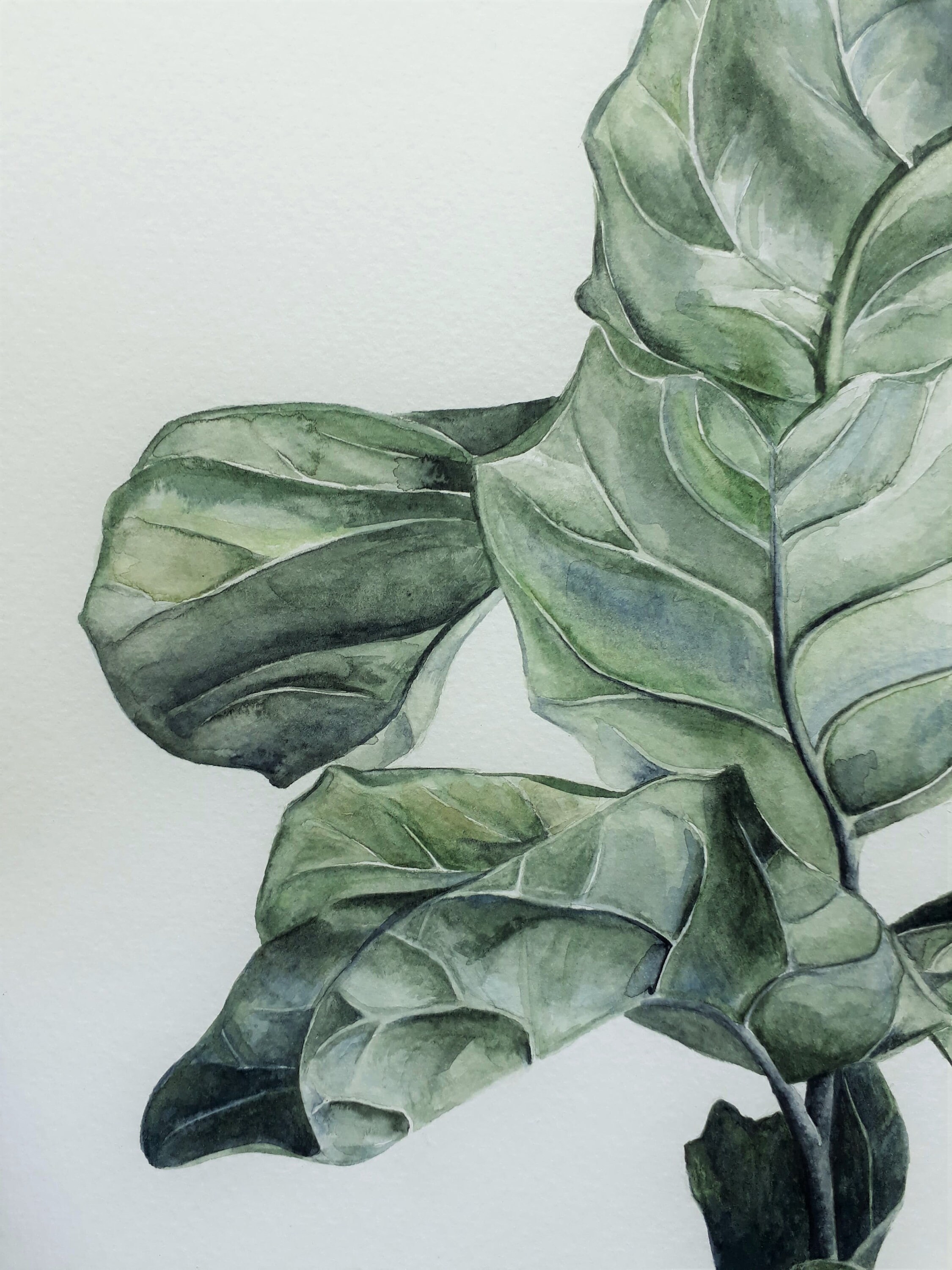 Original Fiddle Leaf Fig Watercolour Painting | Etsy