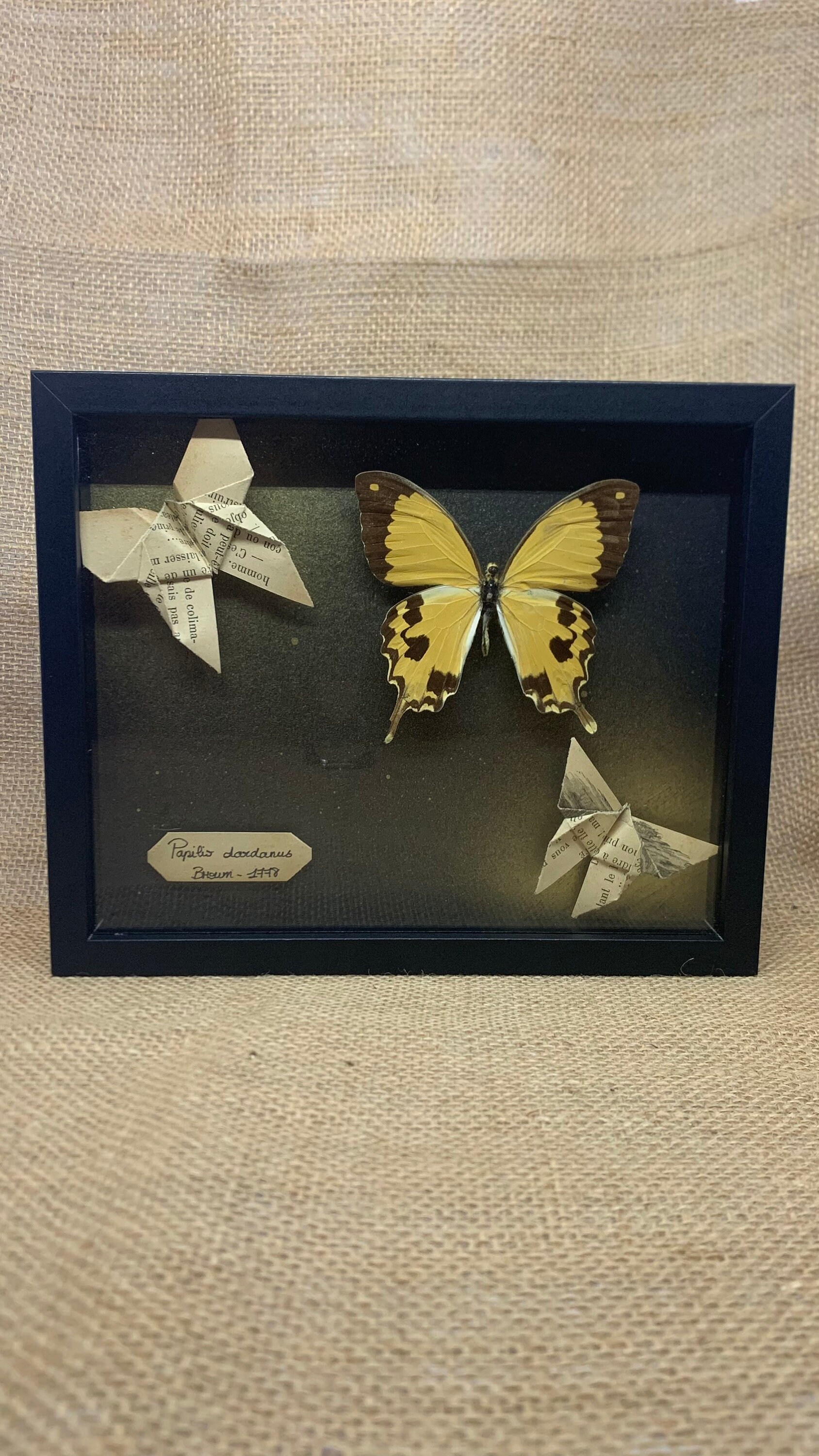 Cadre Entomology Vrai Papillon Papilio Dardanus