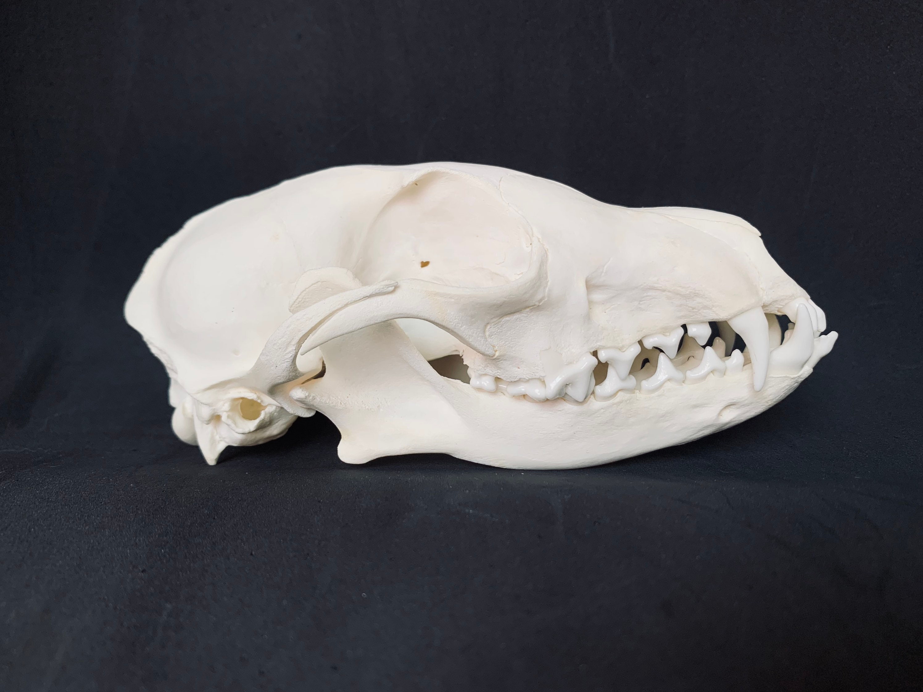 Vrai Crâne Vulpes | Renard