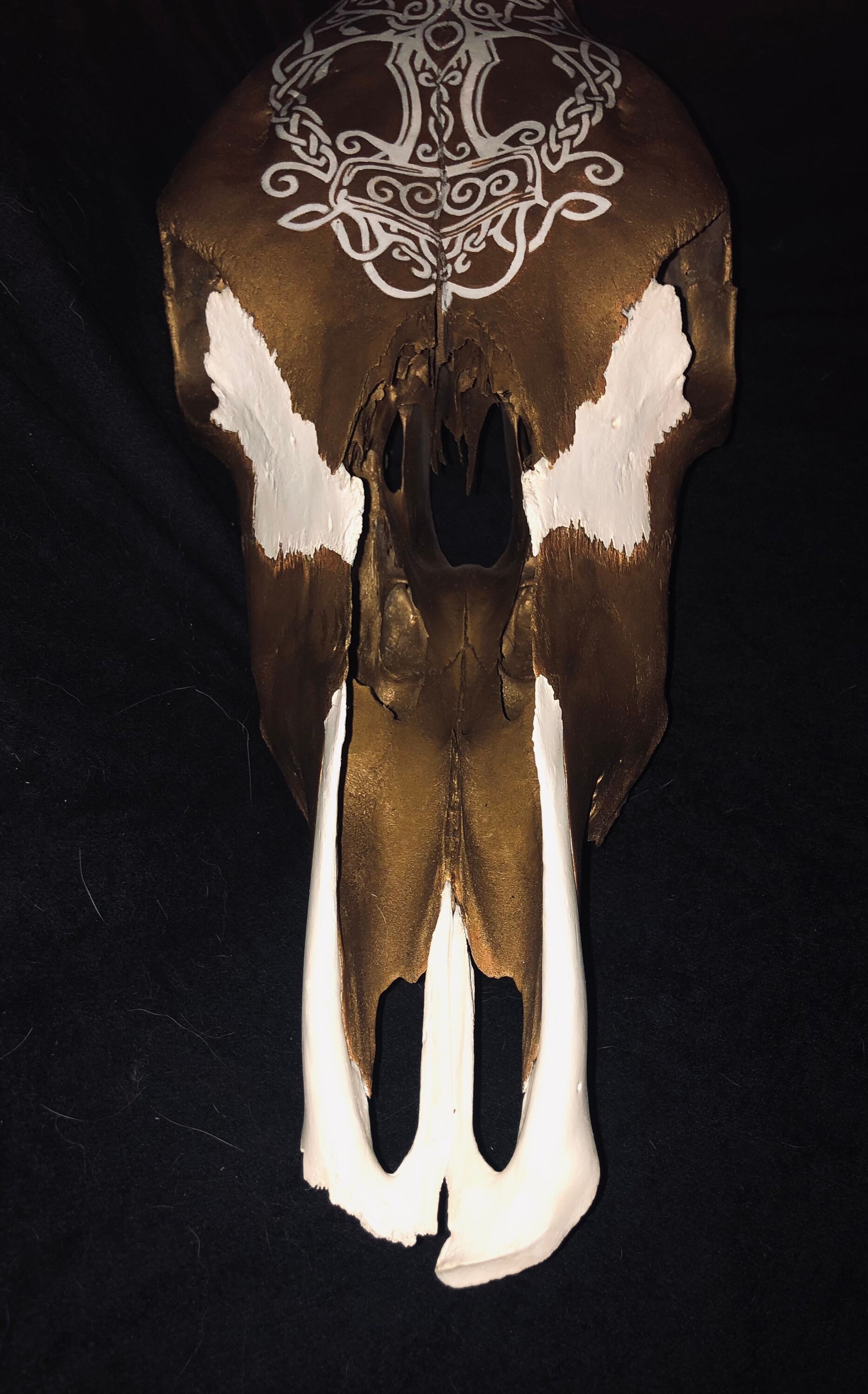 Crâne Bos Taurus | Vache Gardien de L'yggdrasil