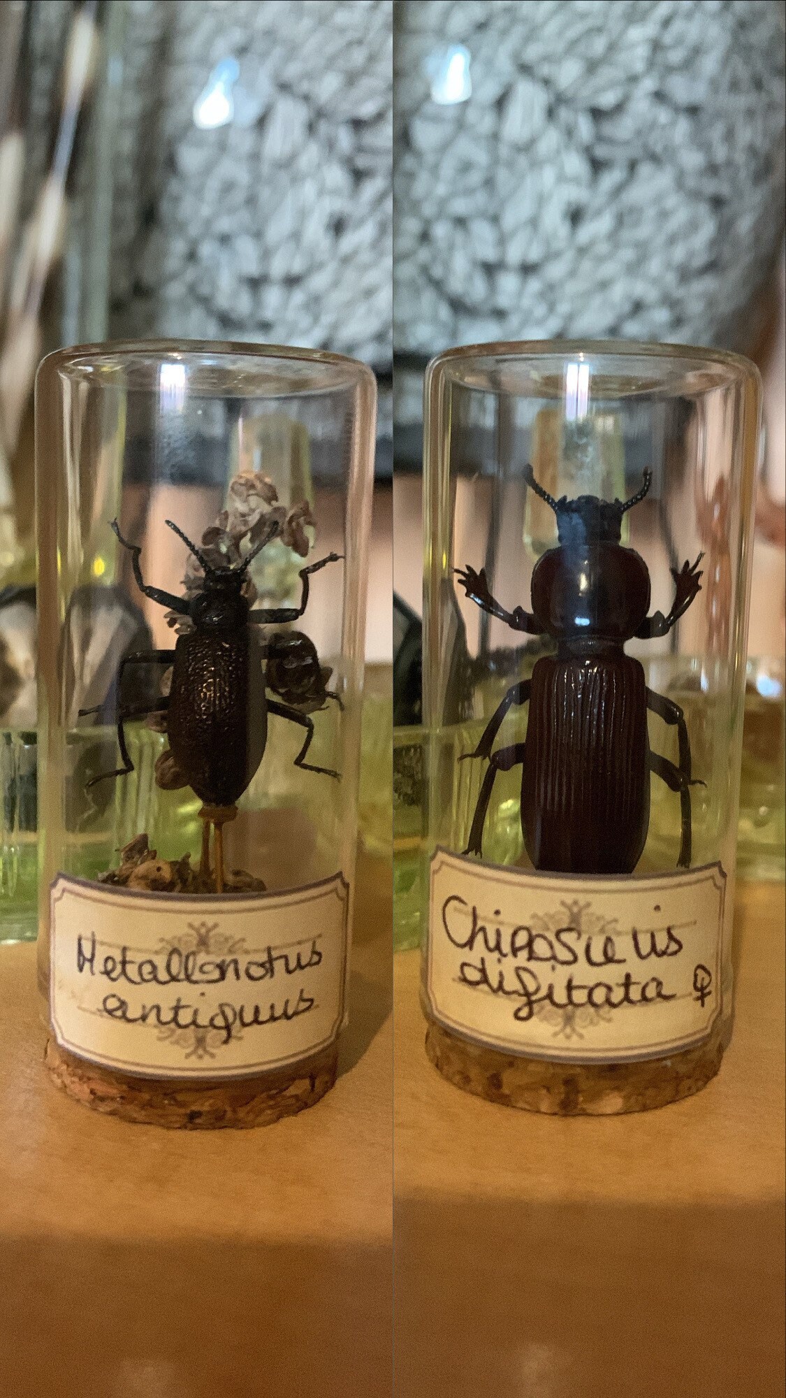 Le Ténébrion/Entomology