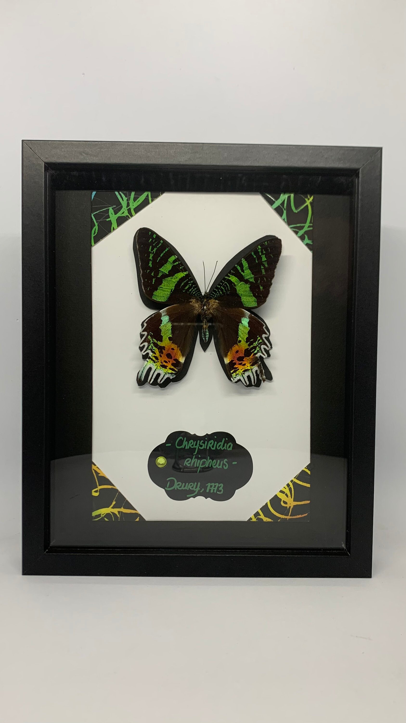 Cadre Entomology Vrai Papillon Chrysiridia Rhipheus.