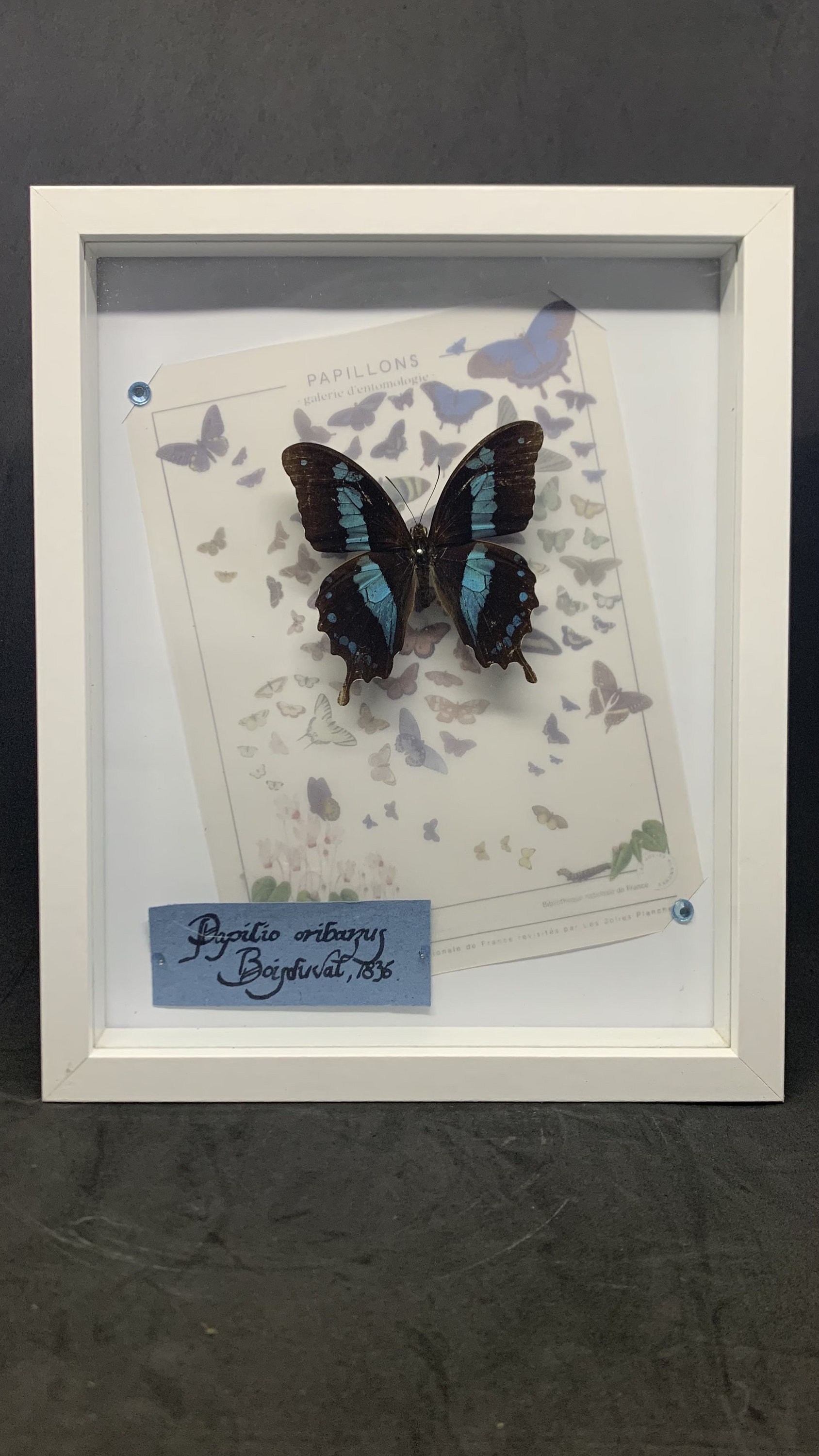 Cadre Entomology Vrai Papillon Papilio Oribazus