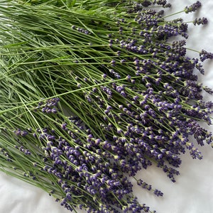 Puede incluir: Un gran manojo de tallos de lavanda reci&eacute;n cosechados con tallos verdes largos y delgados y racimos de peque&ntilde;as flores de color p&uacute;rpura vibrante. Los tallos est&aacute;n dispuestos en forma de abanico, mostrando su textura natural.