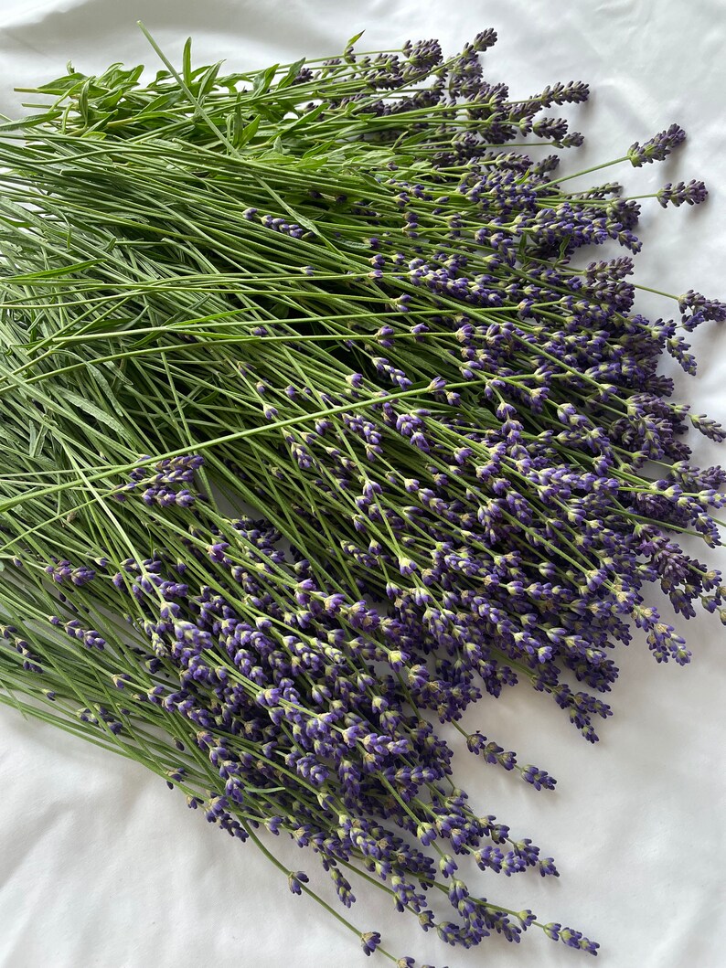 Puede incluir: Un gran manojo de tallos de lavanda reci&eacute;n cosechados con tallos verdes largos y delgados y racimos de peque&ntilde;as flores de color p&uacute;rpura vibrante. Los tallos est&aacute;n dispuestos en forma de abanico, mostrando su textura natural.