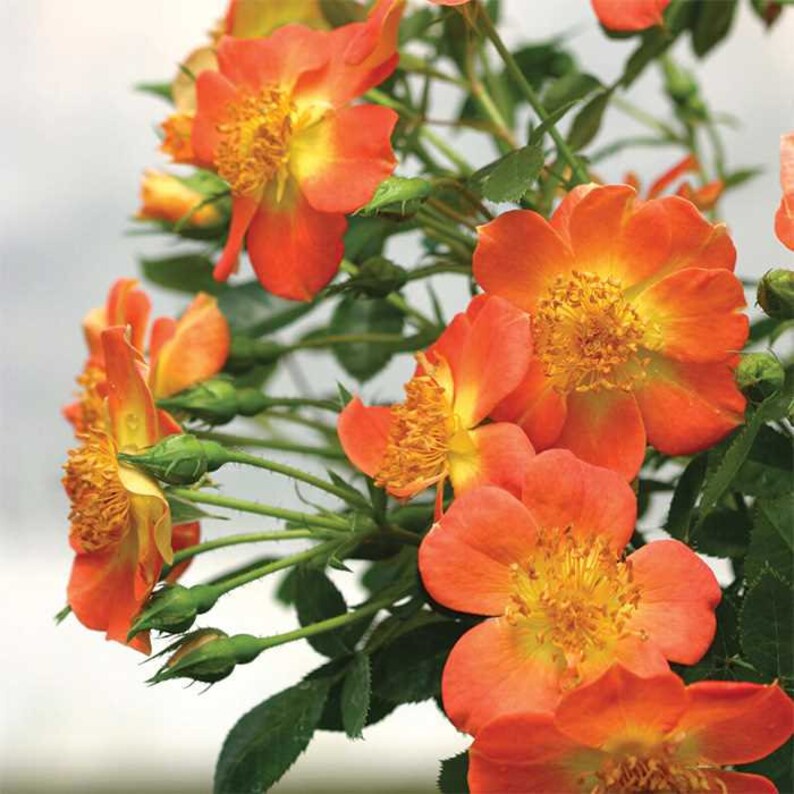 1 O S O Easy Paprika Rose Up To 1 Foot Tall Well Rooted Outdoor Gardening Home Living