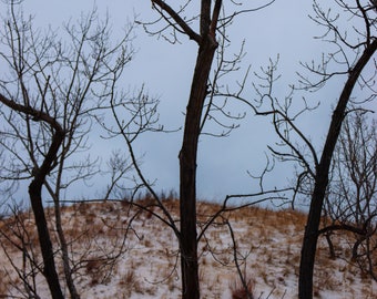 Moody Winter Trees