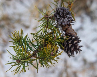 Pine Cones