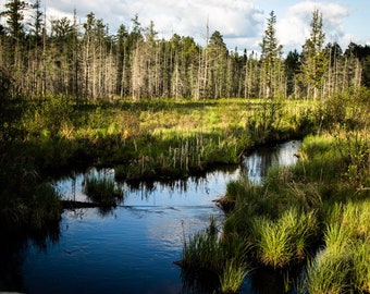 Winding River Through the Woods