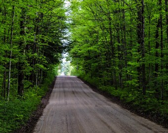 Road of Trees