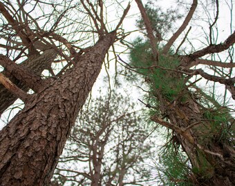 Winter Trees Looking Up