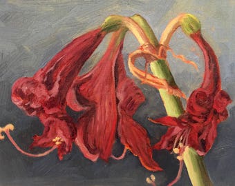 Small painting of a wilted Amaryllis by Dotty Hawthorne