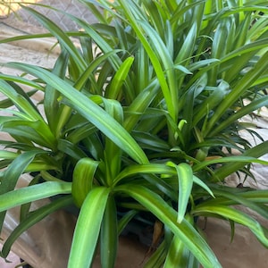 Airplane Plant / Spider Plant Live Green Plant Healthy Plants
