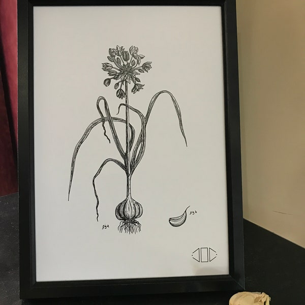 Wild Garlic A4 Print