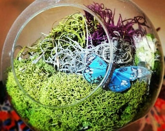 Hanging Glass Globe Fairyland with living Air Plant