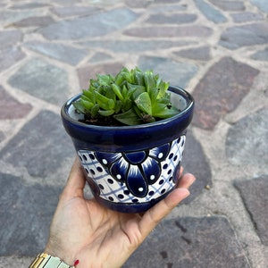 Op de afbeelding: Een kleine succulent plant in een blauwe en witte keramische pot met een bloemenpatroon. De pot is versierd met witte stippen en een blauw-wit geruit patroon.