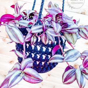 May include: A purple and green houseplant in a black crocheted hanging planter. The planter is made with thick rope and has a simple design. The plant is hanging from a wooden wall.