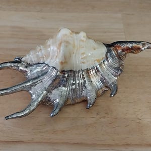 May include: A decorative seashell with a silver-colored metal coating. The shell has a cream-colored top and a textured, ridged surface. The silver coating extends to the shell's points, creating a unique, eye-catching design. The shell is a natural home decor item.