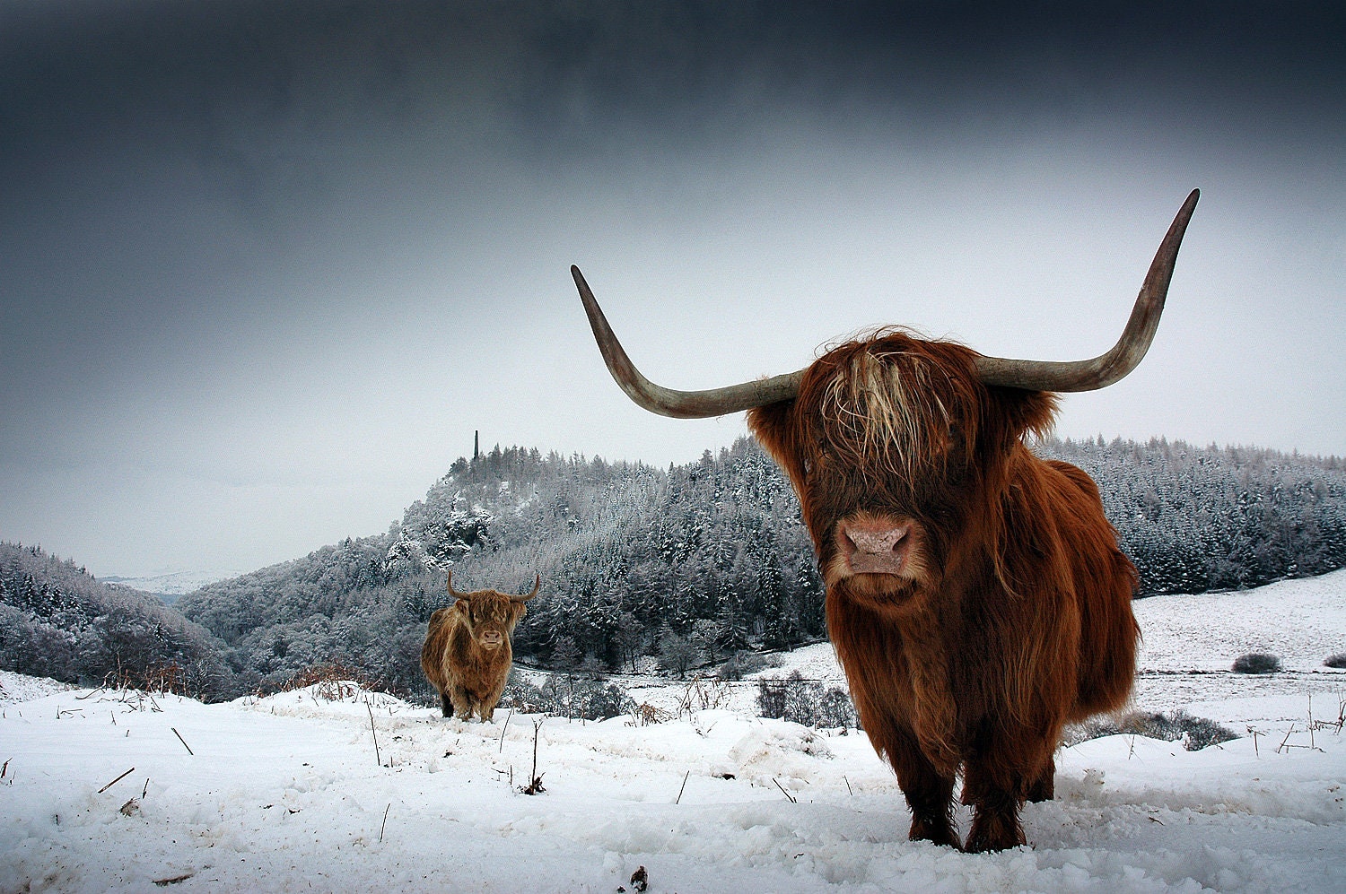Highland Cows in Winter Above Comrie in Perthshire, Scotland. in Print
