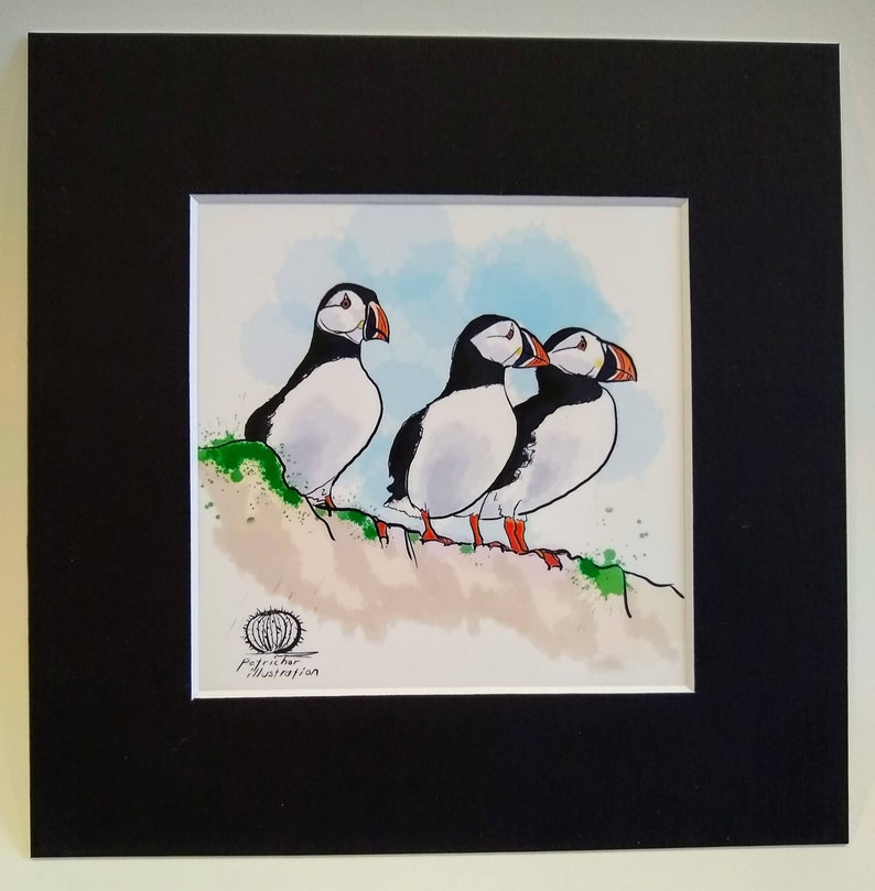 Atlantic Puffins