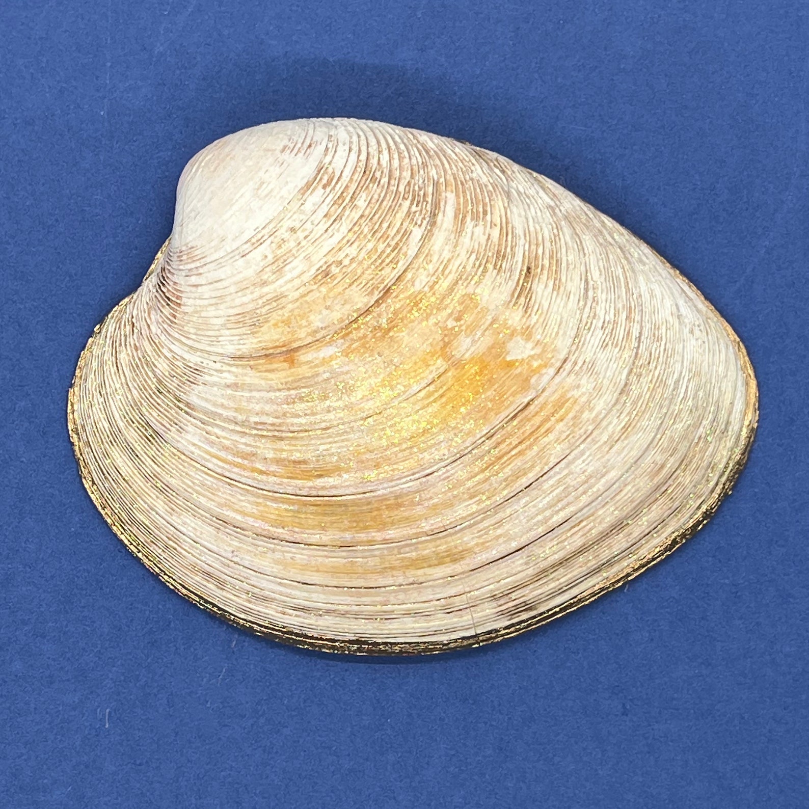 Shell Orca Whale Orca Trinket Dish. Quahog Shell. Wampum Clam Shells. Purple ...